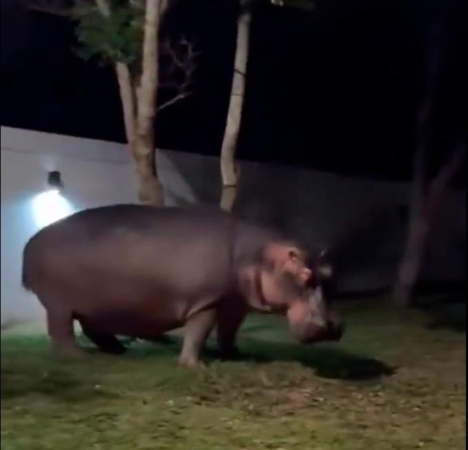 El hipopótamo permaneció inmóvil mientras lo grababan, aunque el encuentro fue peligroso por el comportamiento agresivo del animal invasor. IMAGEN TOMADA DEL VIDEO
