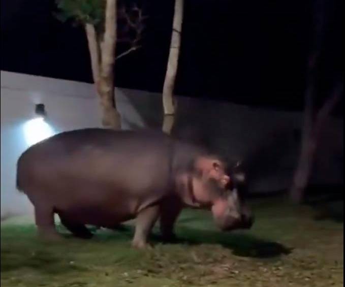 El hipopótamo permaneció inmóvil mientras lo grababan, aunque el encuentro fue peligroso por el comportamiento agresivo del animal invasor. IMAGEN TOMADA DEL VIDEO