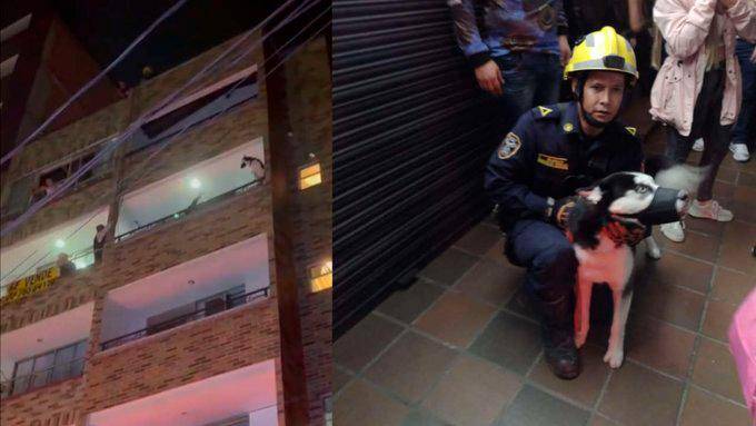 El huskey tiene nueve meses y se encuentra en buen estado de salud. Sus dueños no aparecen. FOTO: 