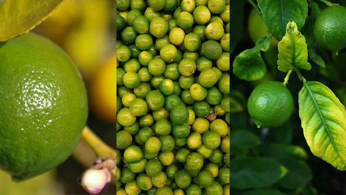 Con este crecimiento sostenido, el limón Tahití se consolida como una de las apuestas clave del agro colombiano, junto con otras frutas como el aguacate hass y la gulupa. FOTO: Analdex.