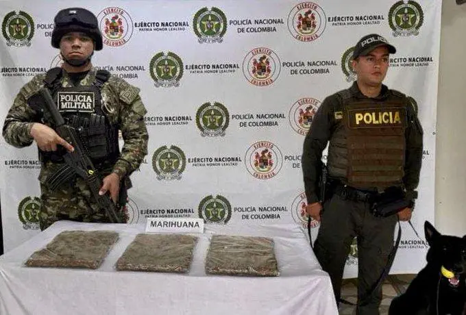 Incautación de marihuana en Antioquia. Foto: cortesía Séptima División del Ejército Nacional