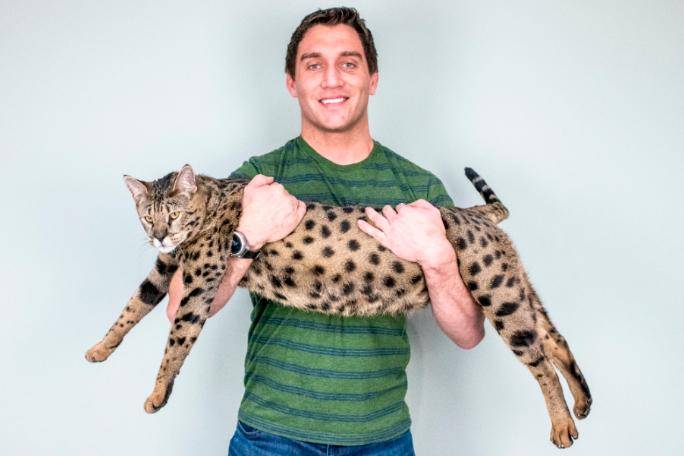 Fenrir, el gato que batió el récord Guinness por su tamaño