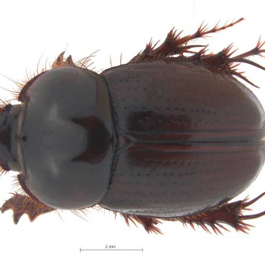 La nueva especie,<i> Aegidinus elbae</i>, fue oficialmente descrita en junio de 2023. FOTO cortesía instituto humboldt. 