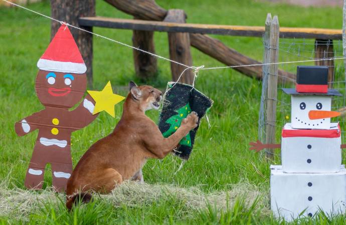 El parque temático y centro de conservación lanzó su programa de Ambientales Navideños 2025, una estrategia especializada enfocada en el bienestar integral de los animales que habitan este espacio, mediante actividades de enriquecimiento ambiental desarrolladas por profesionales en manejo y cuidado animal. Foto: Juan Antonio Sánchez