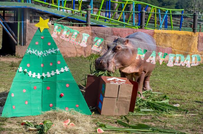 La Navidad también se vive entre fauna silvestre y especies bajo cuidado humano en la Hacienda Nápoles. Foto: Juan Antonio Sánchez