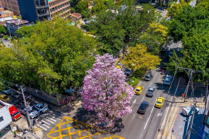 Por estos días, Medellín y gran parte del Área Metropolitana viven un fenómeno que se ha convertido en tradición visual cada año: la floración de los guayacanes. Foto: Camilo Suárez Echeverry