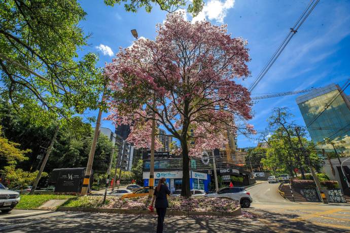 Avenida el Poblado. Los guayacanes, con su característico color intenso, tiñen de tonos vibrantes el paisaje urbano, generando admiración y un ambiente de frescura en medio del cemento y el tráfico de la ciudad. Foto: Camilo Suárez Echeverry
