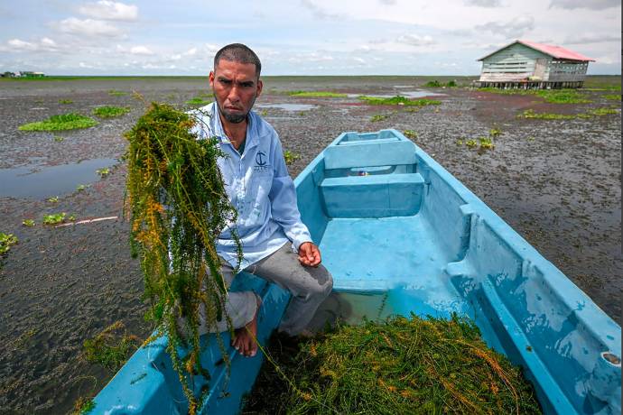 Los pescadores, que dependen de la ciénaga para subsistir, denuncian que la invasión de esta especie está reduciendo drásticamente la disponibilidad de peces, ya que sus redes, en lugar de llenarse de alimento, regresan cubiertas de vegetación. Foto: AFP