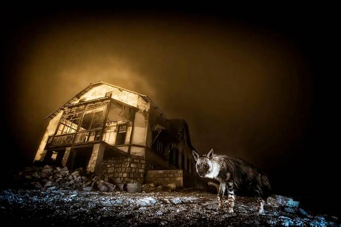 El ganador de esta edición fue el fotógrafo sudafricano Wim van den Heever, con la imagen Ghost Town, que muestra a una hiena parda, la especie más rara de su tipo, recorriendo las ruinas de un antiguo pueblo minero en el desierto de Namibia. Foto: Wim van den Heeve 