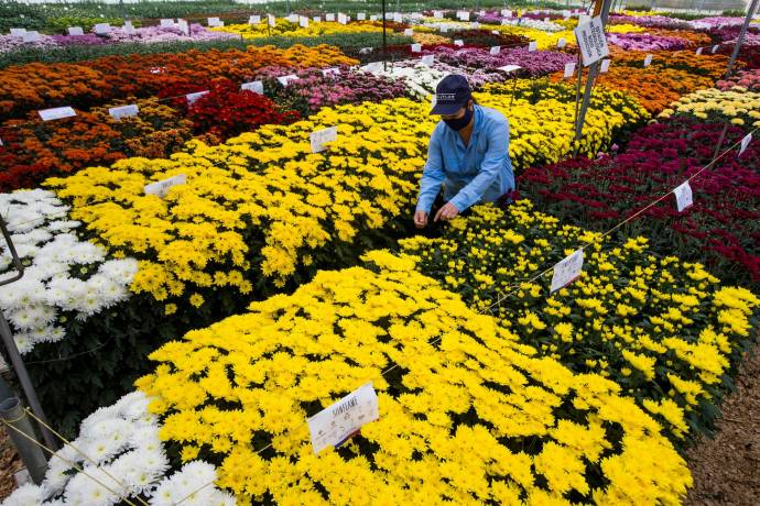Los exportadores de flores colombianas se prepararon por semanas para esta importante fecha, que representa el picos de ventas más altos del año. Foto: Julio César Herrera 
