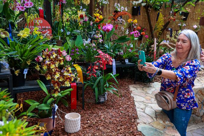 Organizado por el Jardín Botánico de Medellín, en alianza con la Sociedad Colombiana de Orquideología (SCO), este evento emblemático inició hoy 5 de agosto y se extenderá hasta el próximo 10, cautivando a locales y turistas con un universo de formas, aromas y colores. Foto: Manuel Saldarriaga Quintero