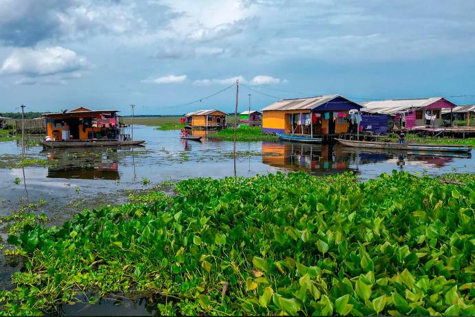 El pintoresco pueblo de palafitos de Nueva Venecia se enfrenta a una amenaza silenciosa que crece sin control. La Hydrilla verticillata, una planta invasora originaria de Asia, ha invadido las aguas de la Ciénaga Grande de Santa Marta, poniendo en riesgo el sustento de sus pescadores y el futuro de una comunidad que, por primera vez en años, vuelve a sentir la amenaza de ser desplazada. Foto: AFP