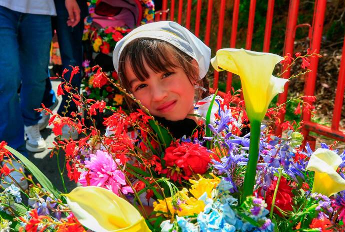 Más de 2.200 niños y niñas llenaron de color, alegría y un profundo sentido de tradición las calles del barrio La Floresta, rindiendo un vibrante homenaje a la inigualable cultura silletera que define a los paisas. Foto: Camilo Suárez Echeverry