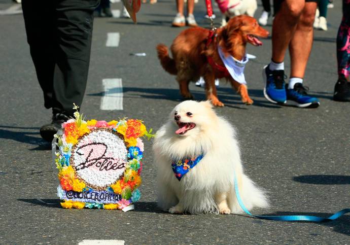 El recorrido fue de aproximadamente 3,5 kilómetros por calles de la ciudad, dejando una estampa cargada de alegría, diversidad y color. FOTO: Camilo Suárez Echeverry