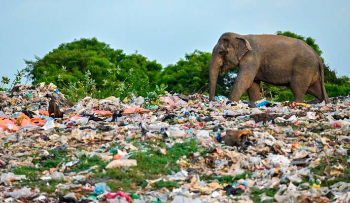 Grupos ecologistas y veterinarios han denunciado la muerte de por lo menos 20 elefantes en los últimos 10 años tras consumir basura y otros residuos plásticos en el vertedero abierto de la aldea Pallakkad, en el distrito de Ampara, a unos 210 kilómetros al este de la capital, Colombo. Foto: AFP 