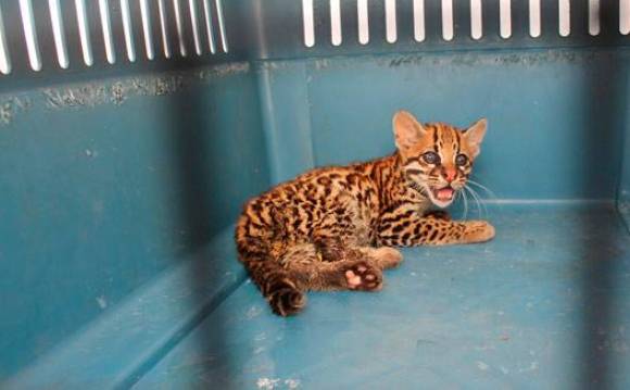 Este conflicto causa el 75 % de las muertes de los felinos silvestres. FOTO COLPRENSA