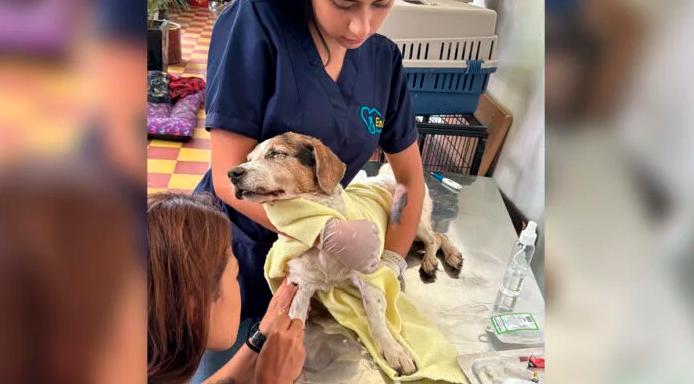 La perrita llegó en mal estado al centro de atención veterinaria. El alcalde anunció denuncias en Fiscalía. FOTO: CORTESÍA