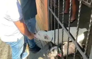 Video | “No les pegue”: denuncian maltrato a dos perros en Bello