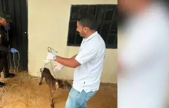 Rescataron a 10 perritos que vivían en condiciones de maltrato en Medellín