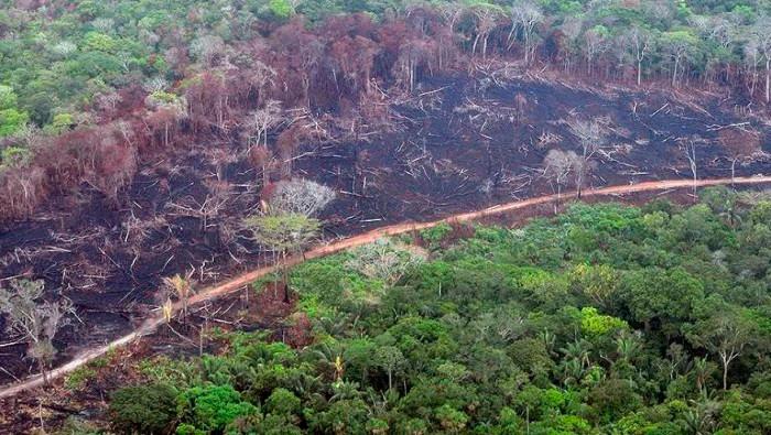 En la pavimentación se están deforestando amplias extensiones del corazón de la Amazonia. Foto: AFP