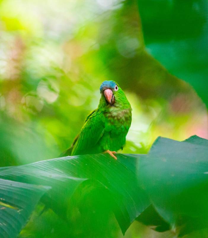 Un Perico de corona azul entre las más de 30 especies recuperadas por las autoridades y que ahora habitan el parque. Foto: Camilo Suárez Echeverry
