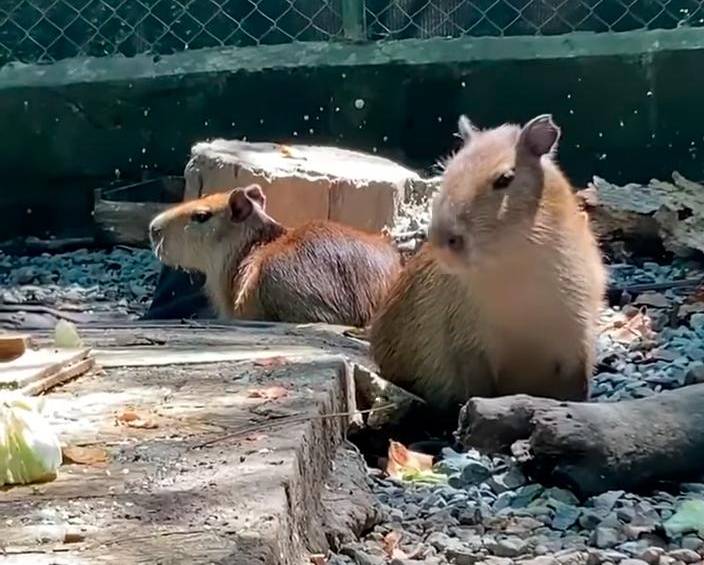 Triste: Tres chigüiros domesticados no podrán volver a hábitat, van a un zoológico