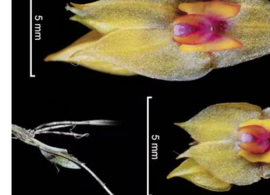 Lepanthes leonmoralesii. FOTOS CORTESÍA y Unal sede Medellín Lepanthes leonmoralesii. FOTOS CORTESÍA y Unal sede Medellín