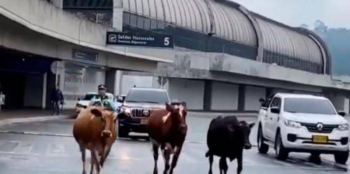 Momento en el que tres vacas se pasean por los alrededores del aeropuerto de Rionegro. FOTO Captura de video 