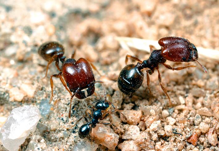 Más de 1.200 especies de hormigas habitan en Colombia. Más de 15.000 lo hacen en el mundo. Foto: EL COLOMBIANO