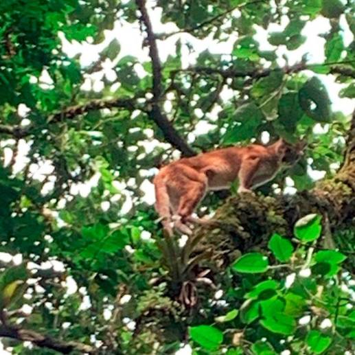 Este fue el puma que encontraron en la reserva El Romeral, de Sabaneta. Recorre libremente todo el bosque de esta zona protegida. FOTO: CORTESÍA ALCALDÍA DE SABANETA