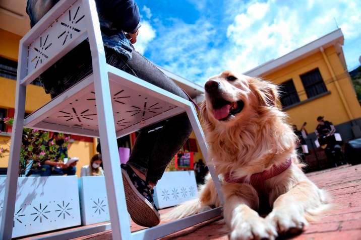 La subcategoría de comida para perros presentó un incremento de 19%, mientras que la de gatos tuvo un aumento de 30%. FOTO Colprensa.