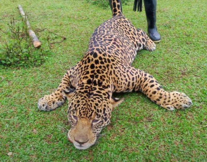 La triste foto que se conoció del jaguar ya fallecido. FOTO: Facebook