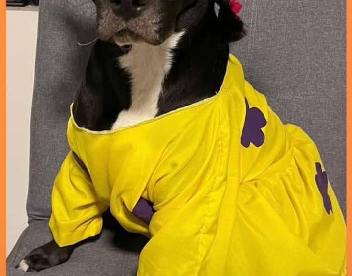Los dueños también vistieron a sus mascotas como los personajes de “Los Rugrats”. Foto: redes sociales