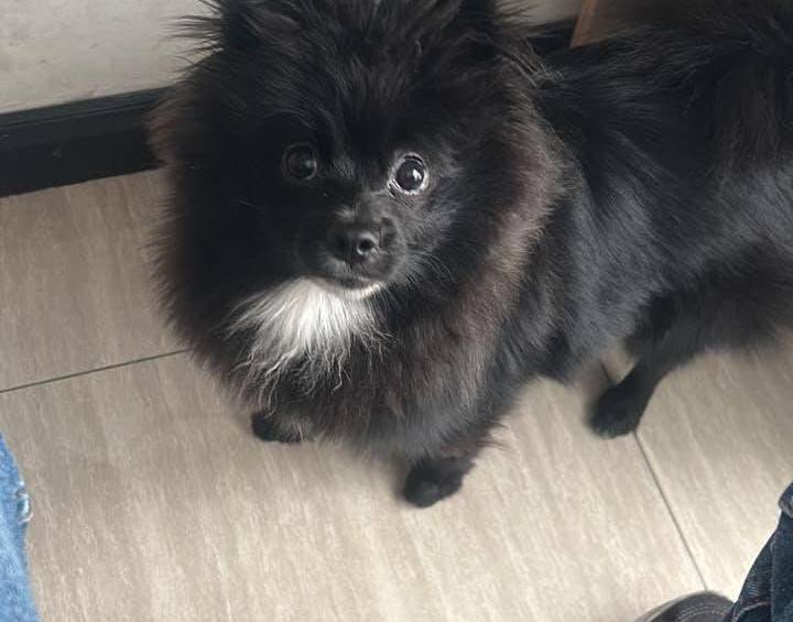 Él es Pato, el cachorro Pomerania que fue robado en Bogotá. FOTO: @papoaminCD.
