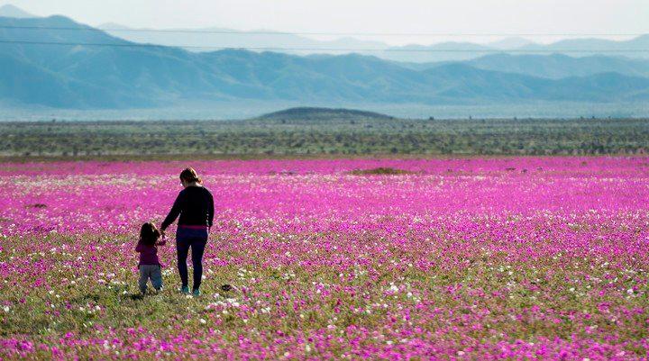 Las intensas lluvias que han caído este año en este lugar, por el efecto del cambio climático lo han convertido en un jardín de mil colores. Foto AFP