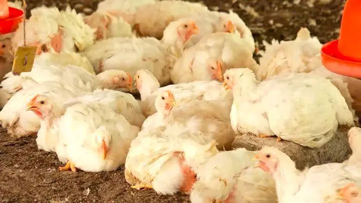 Colombia exportó pollo por primera vez a Japón. FOTO: Cortesía