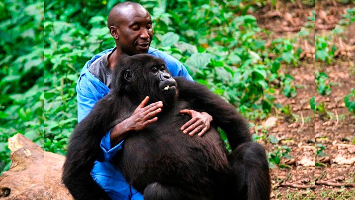 Ndakasi había adoptado muchos comportamiento y gestos de los humanos, debido a su larga convivencia al lado de ellos. FOTO www.virunga.org/ 