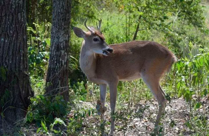 El venado cola blanca tiene presencia en departamentos como Antioquia y Boyacá, pero está en estado crítico. FOTO: CORTESÍA