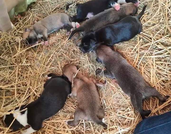 Estos fueron los perritos que alegraron el pesebre, Foto: tomada de redes sociales. 