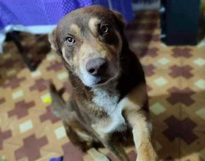 Este era Drako, el perro apuñalado en Pasto. Foto: Cortesía de la Fiscalía. 