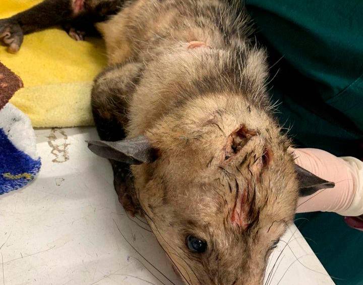 La zarigüeya no pudo ser salvada por la gravedad de las heridas. FOTO: CORTESÍA