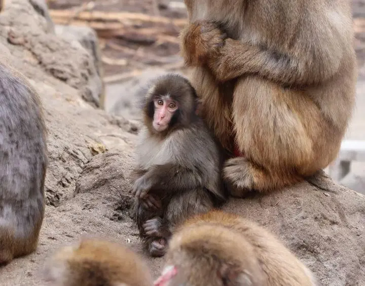 Punch nació en julio pasado en el zoológico de la ciudad de Ichikawa, en la periferia de Tokio. FOTO: Zoológico y Jardín Botánico de la ciudad japonesa de Ichikawa