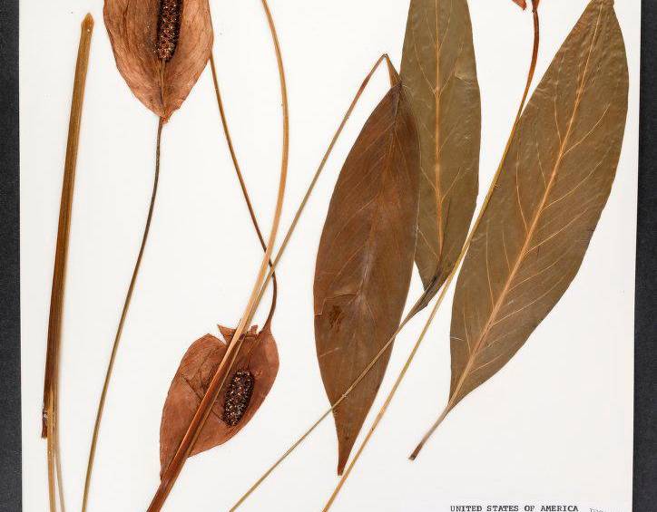 Cosecha de nuevas especies animales y vegetales en la UdeA, ¿por qué?