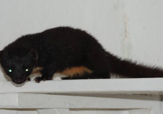 Las plataformas digitales permiten integrar observaciones ciudadanas y registros científicos en mapas geoespaciales de biodiversidad. FOTO iNaturalist-Juan Manuel de Roux