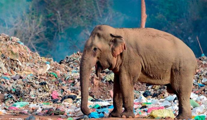 Los elefantes son sagrados y venerados en Sri Lanka, pero también están en peligro de extinción, ahora solo quedan alrededor de 6.000. Foto: AFP 