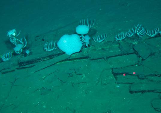 Esta fotografía, tomada por Global TREnD, IDSSE, a siete kilómetros de profundidad en el lecho marino de la Zona Diamantina en el Océano Índico en 2023 y publicada el 10 de junio de 2026, muestra huesos de ballena en el cementerio de ballenas más grande conocido del mundo. Foto AFP PHOTO / HANDOUT GLOBAL TREND, IDSSE