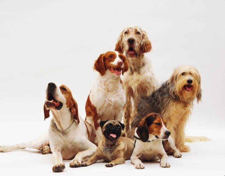 La iniciativa busca promover la tenencia responsable de mascotas y contribuir al control ético de la población de perros y gatos en el municipio. FOTO: Magnific.