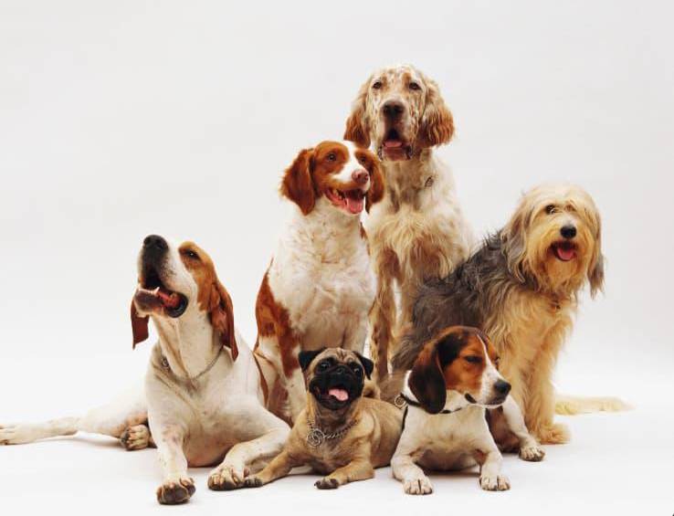 La iniciativa busca promover la tenencia responsable de mascotas y contribuir al control ético de la población de perros y gatos en el municipio. FOTO: Magnific.