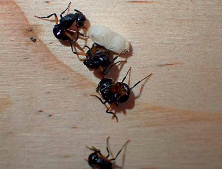 Hormigas Polyrhachis femorata fingiendo la muerte. Foro Europa Press