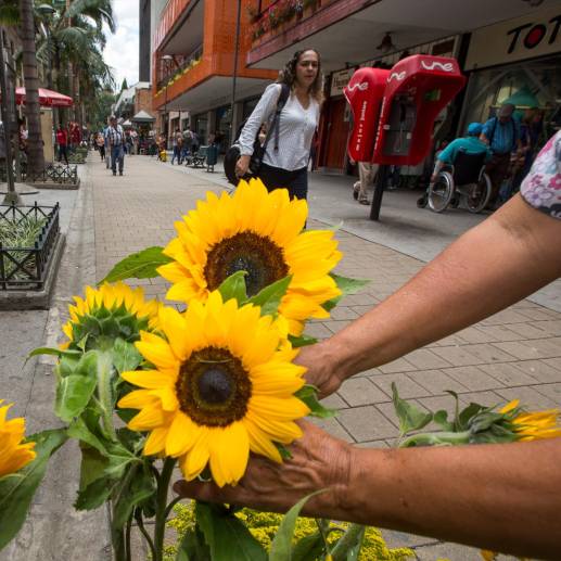 Girasoles, orquídeas y tulipanes son algunas de las flores que se pueden regalar. FOTO MANUEL SALDARRIAGA QUINTERO 